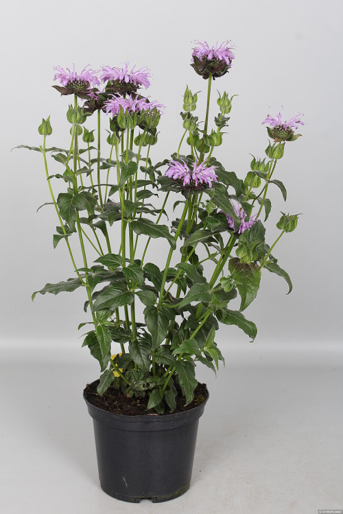 Pysznogłówka 'SUGAR BUZZ Blue Moon' | Monarda didyma