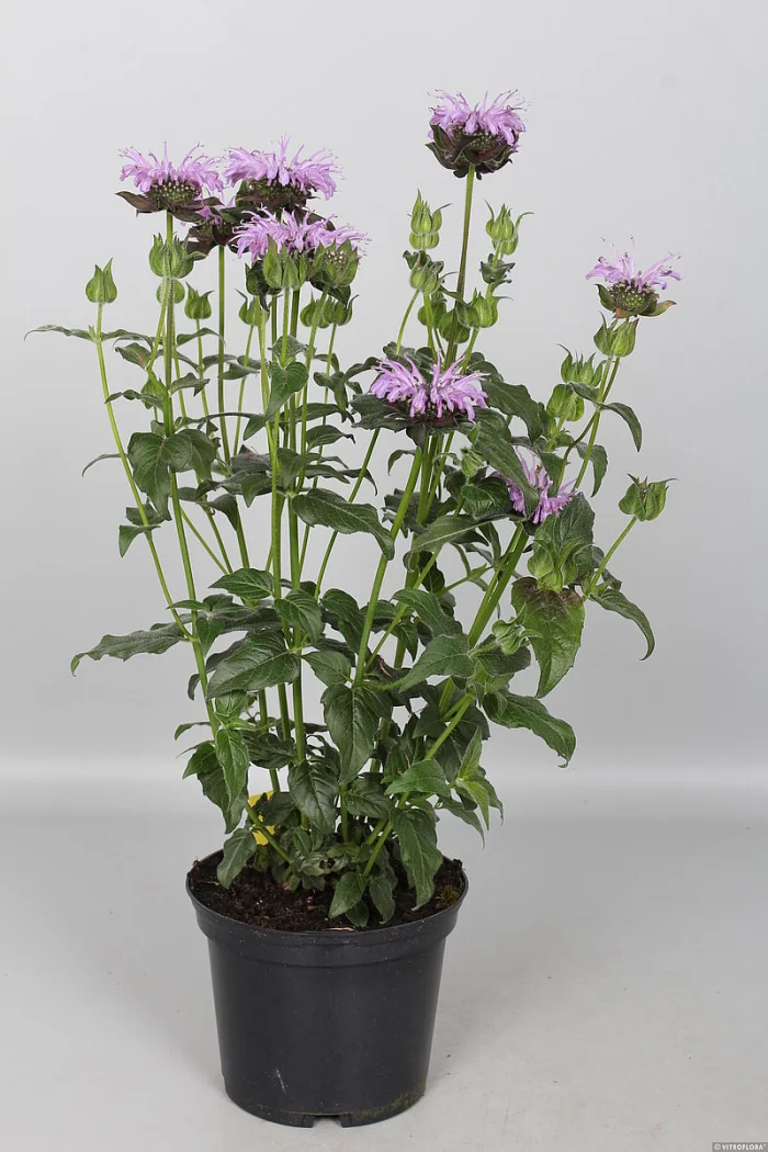 Pysznogłówka 'SUGAR BUZZ Blue Moon' | Monarda didyma