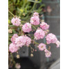 Gipsówka rozesłana 'Pink Wedding' | Gypsophila repens