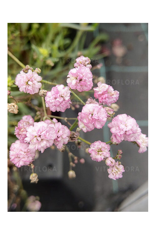 Gipsówka rozesłana 'Pink Wedding' | Gypsophila repens