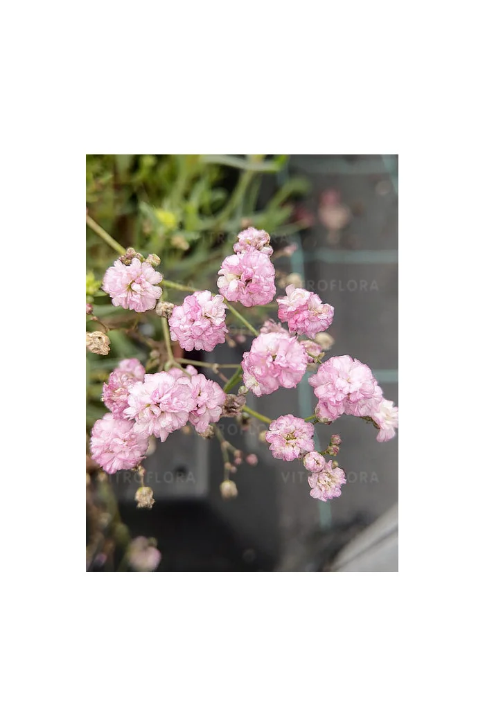 Gipsówka rozesłana 'Pink Wedding' | Gypsophila repens