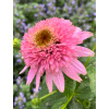 Jeżówka 'Butterfly Kisses' | Echinacea