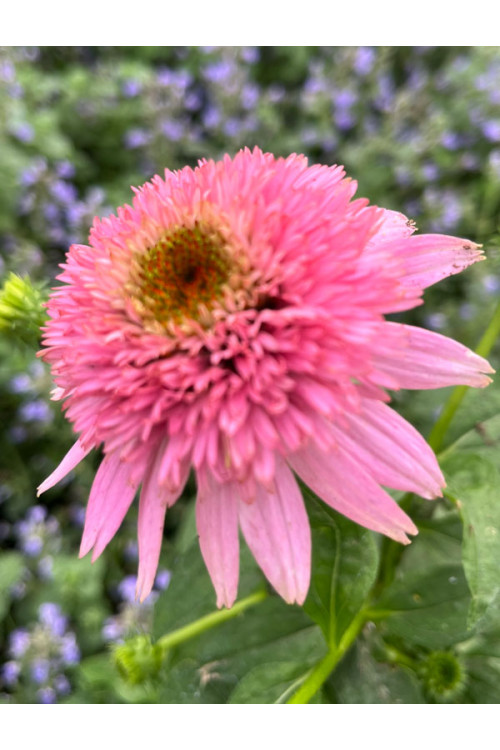 Jeżówka 'Butterfly Kisses' | Echinacea