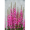 Krwawnica pospolita 'Pink Blush' | Lythrum salicaria
