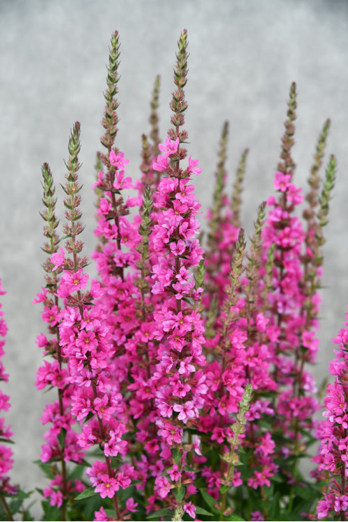 Krwawnica pospolita 'Pink Blush' | Lythrum salicaria