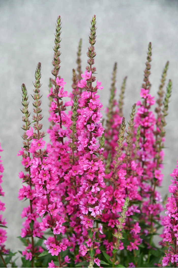 Krwawnica pospolita 'Pink Blush' | Lythrum salicaria