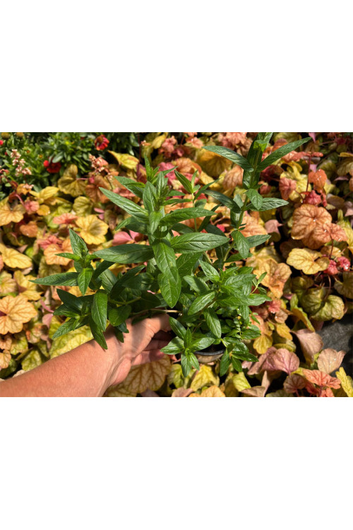 Krwawnica pospolita 'Pink Blush' | Lythrum salicaria