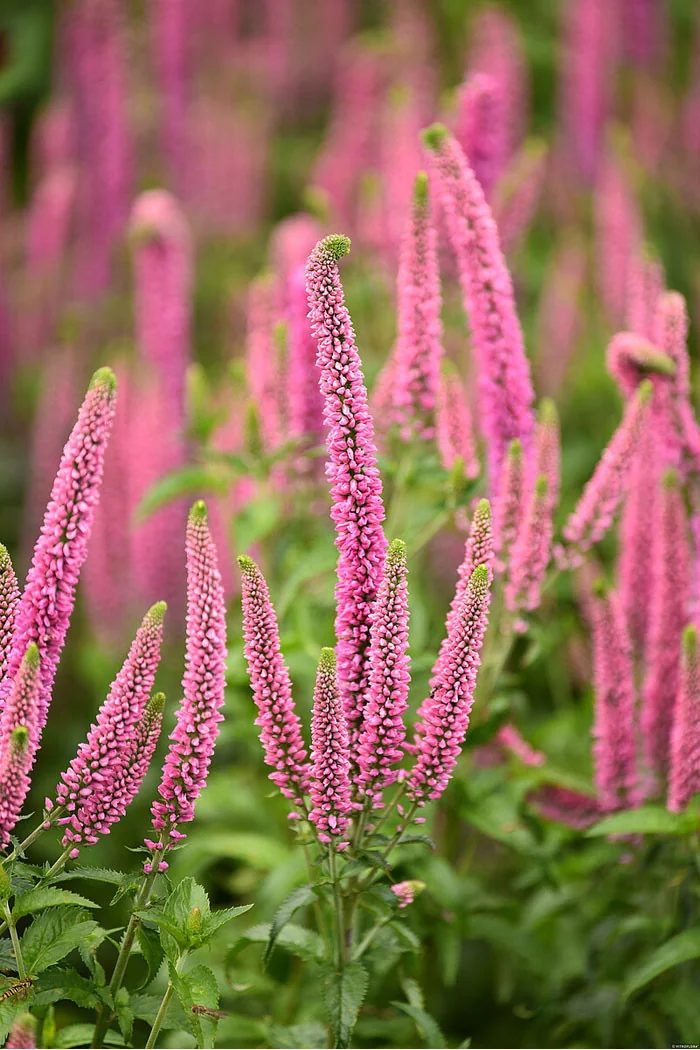 Przetacznik kłosowy 'First Love' | Veronica spicata