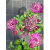 Jarzmianka 'Sparkling Stars Red' | Astrantia