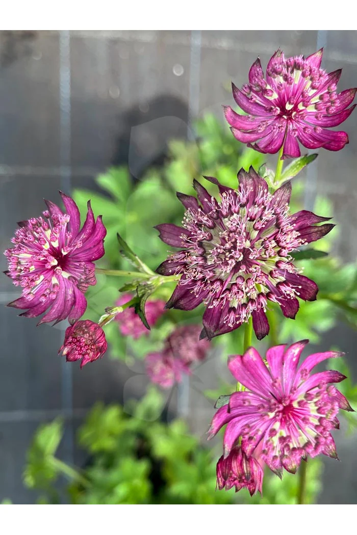 Jarzmianka 'Sparkling Stars Red' | Astrantia
