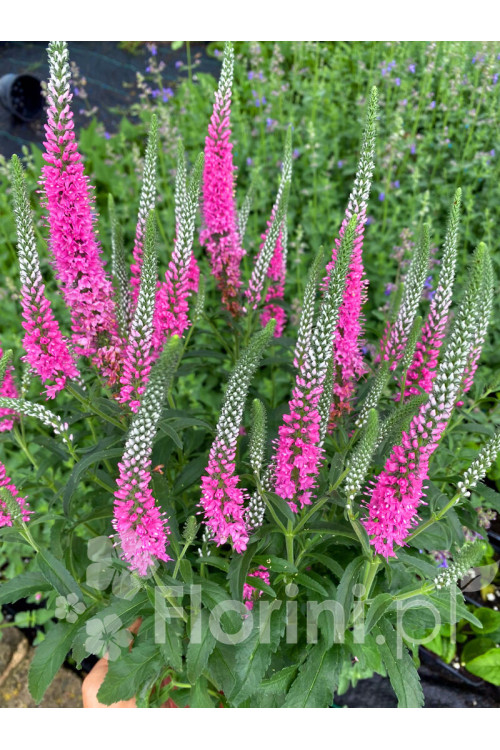 Przetacznik kłosowy 'Anne' | Veronica spicata