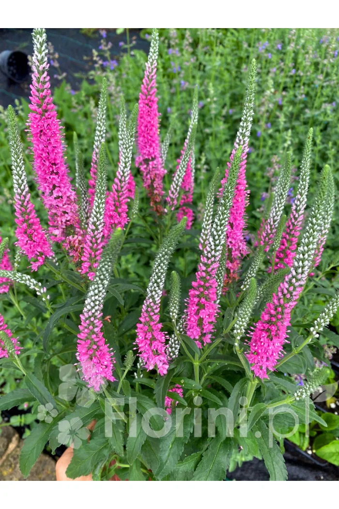 Przetacznik kłosowy 'Anne' | Veronica spicata