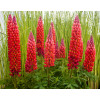 Łubin 'Towering Inferno' | Lupinus