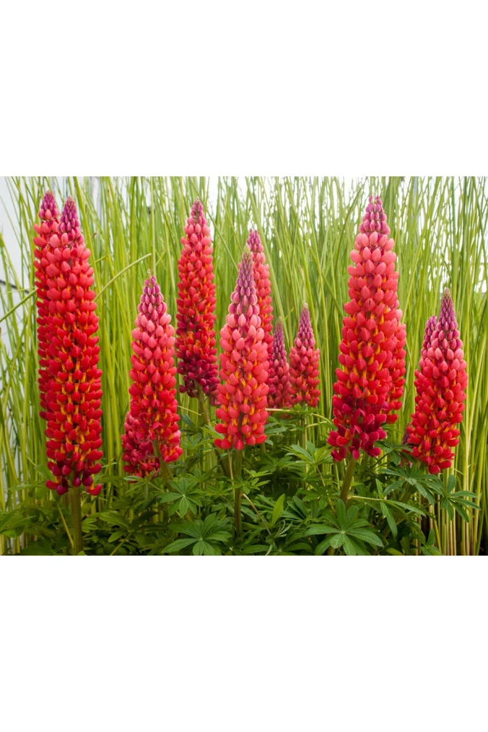 Łubin 'Towering Inferno' | Lupinus
