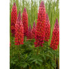 Łubin 'Towering Inferno' | Lupinus