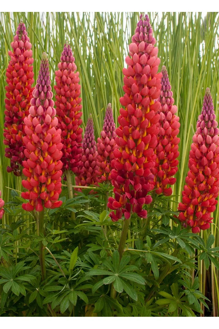 Łubin 'Towering Inferno' | Lupinus