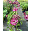 Jarzmianka 'Sparkling Stars Red' | Astrantia