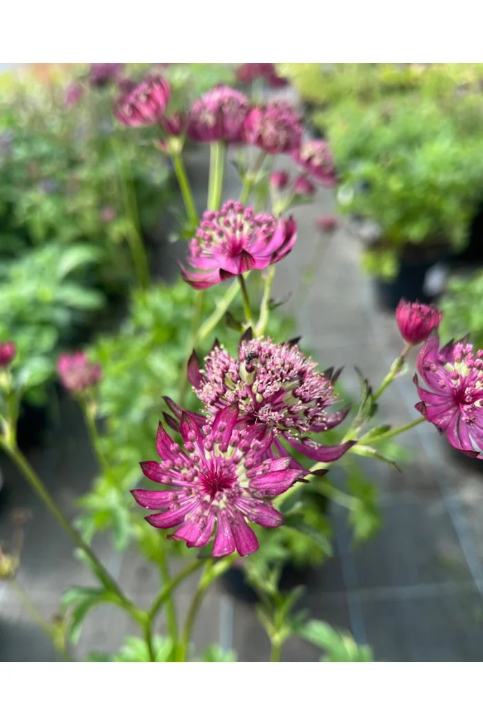 Jarzmianka 'Sparkling Stars Red' | Astrantia