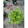 Jarzmianka 'Sparkling Stars Red' | Astrantia