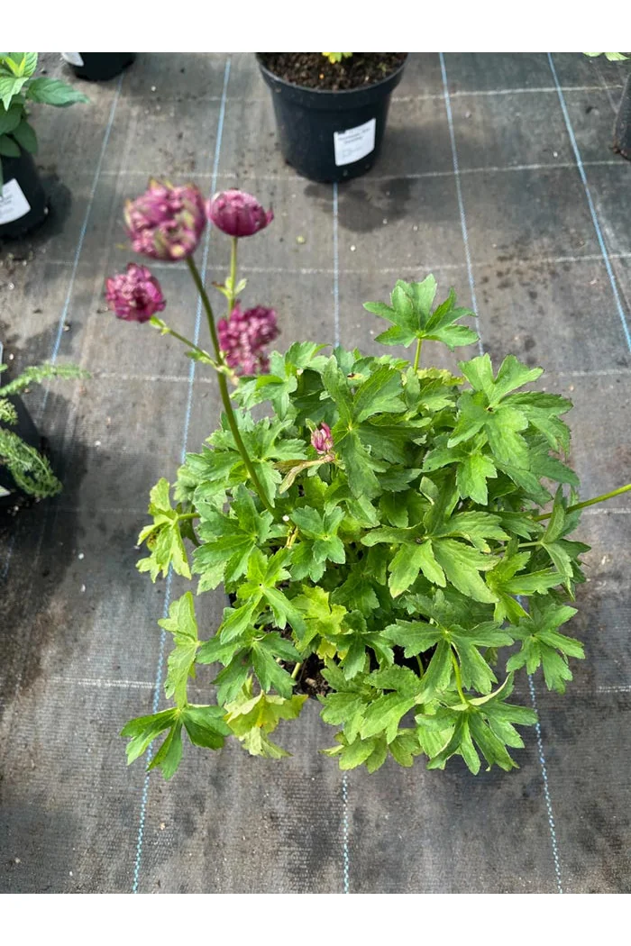 Jarzmianka 'Sparkling Stars Red' | Astrantia