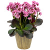 Bergenia 'Vintage Blush' | Bergenia