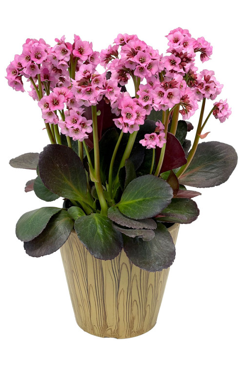 Bergenia 'Vintage Blush' | Bergenia
