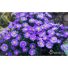 Aster 'Alpha Purple Rocket' | Aster
