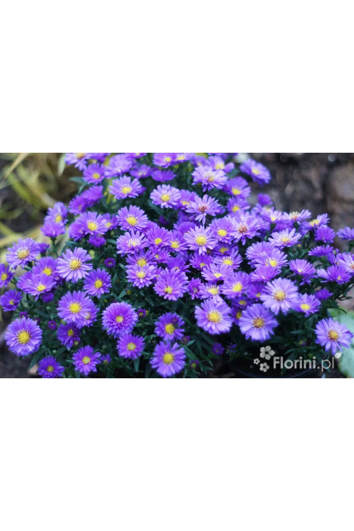 Aster 'Alpha Purple Rocket' | Aster