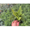 Narecznica Wallicha 'Jurassic Gold' | Dryopteris wallichiana
