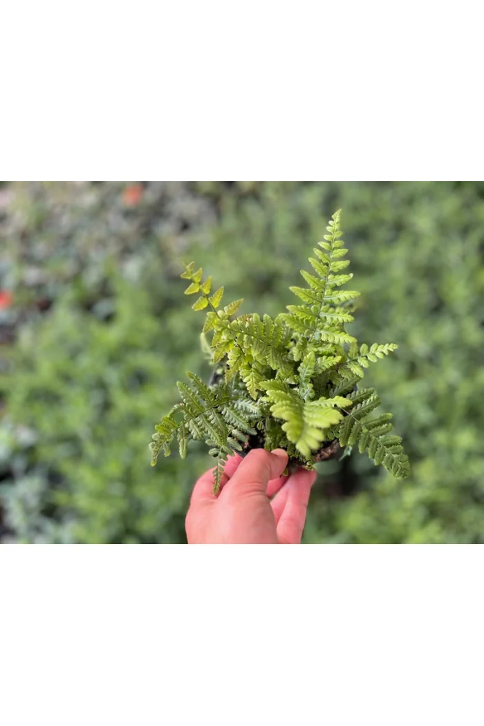 Narecznica Wallicha 'Jurassic Gold' | Dryopteris wallichiana