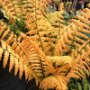 Narecznica Wallicha 'Jurassic Gold' | Dryopteris wallichiana