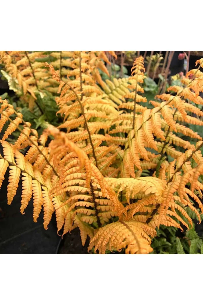 Narecznica Wallicha 'Jurassic Gold' | Dryopteris wallichiana