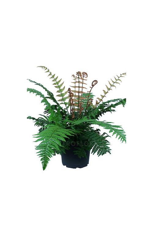 Narecznica Wallicha 'Jurassic Gold' | Dryopteris wallichiana