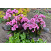 Bergenia 'Vintage Blush' | Bergenia