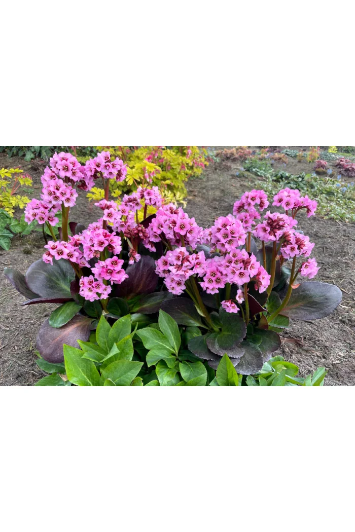 Bergenia 'Vintage Blush' | Bergenia