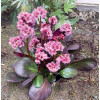 Bergenia 'Vintage Blush' | Bergenia