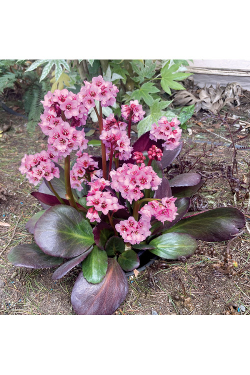 Bergenia 'Vintage Blush' | Bergenia