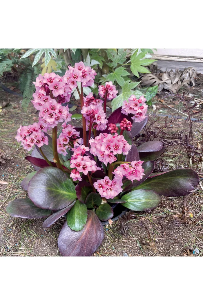 Bergenia 'Vintage Blush' | Bergenia