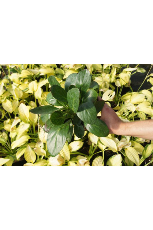 Bergenia 'Vintage Blush' | Bergenia