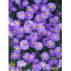 Aster 'Alpha Purple Rocket' | Aster