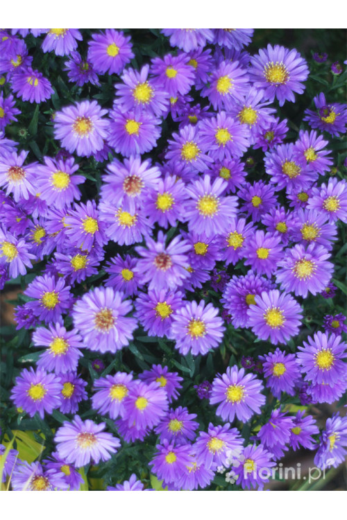 Aster 'Alpha Purple Rocket' | Aster