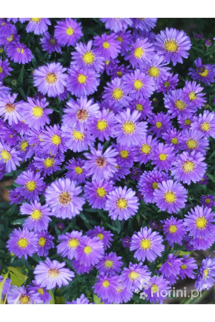 Aster 'Alpha Purple Rocket' | Aster