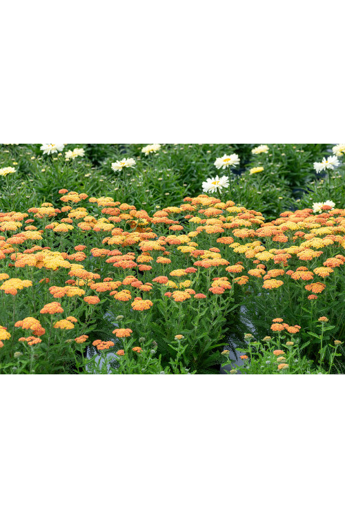 Krwawnik ogrodowy 'Skysail Yellow' | Achillea millefolia