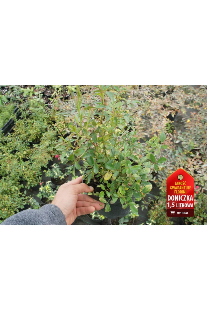 Róża 'Lovely Fairy' (okrywowa) | Rosa