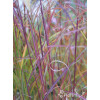 Miskant chiński 'Ruby Cute' | Miscanthus sinensis