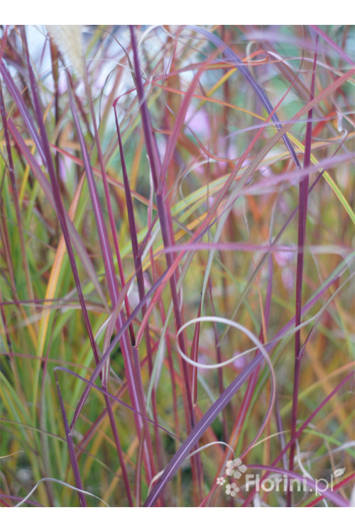 Miskant chiński 'Ruby Cute' | Miscanthus sinensis