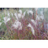Miskant chiński 'Ruby Cute' | Miscanthus sinensis