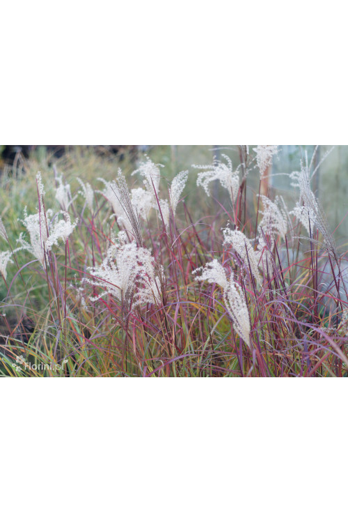 Miskant chiński 'Ruby Cute' | Miscanthus sinensis