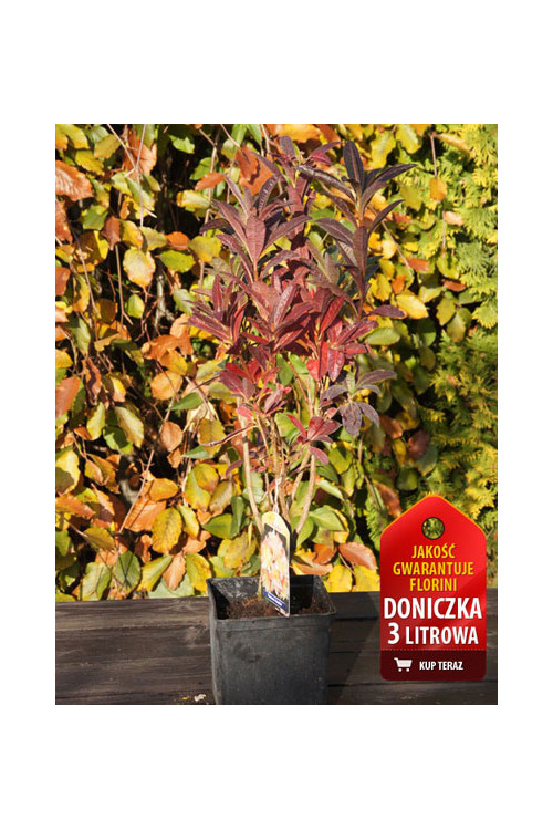 Azalia wielkokwiatowa 'Nabucco' | Rhoddendron