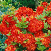 Azalia wielkokwiatowa 'Fireball' | Rhoddendron